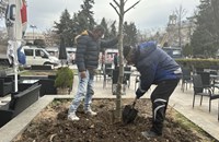 Засаждат нови широколистни дървета в центъра на Русе