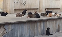 Нашествие от котки в центъра на Русе