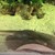 "Природата намира начин": Забременя риба скат, която живее в аквариум без мъжки
