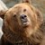 Поискаха разрешение за острел на опасна мечка в Смолянско