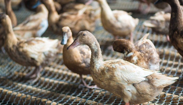 Заразените с вируса и контактните птици ще бъдат умъртвени по хуманен начин