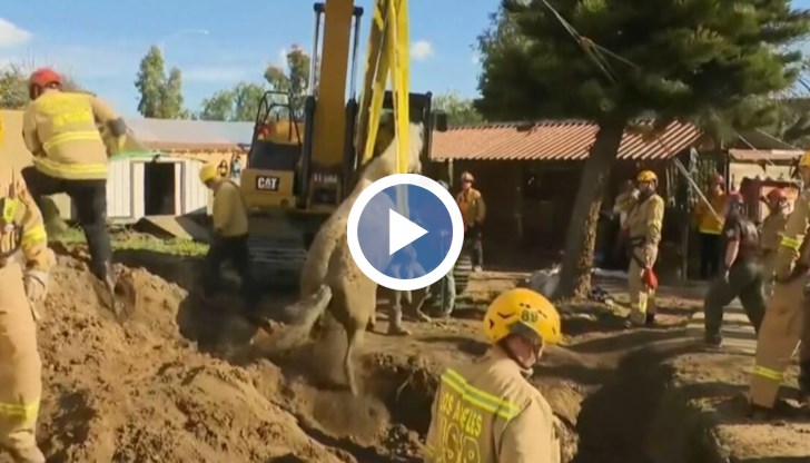 20-годишната кобила Лъки се озовава в капан в Лос Анджелис