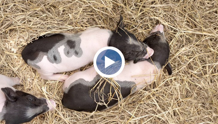 Първите черни прасенца преди седмица се появиха на бял свят