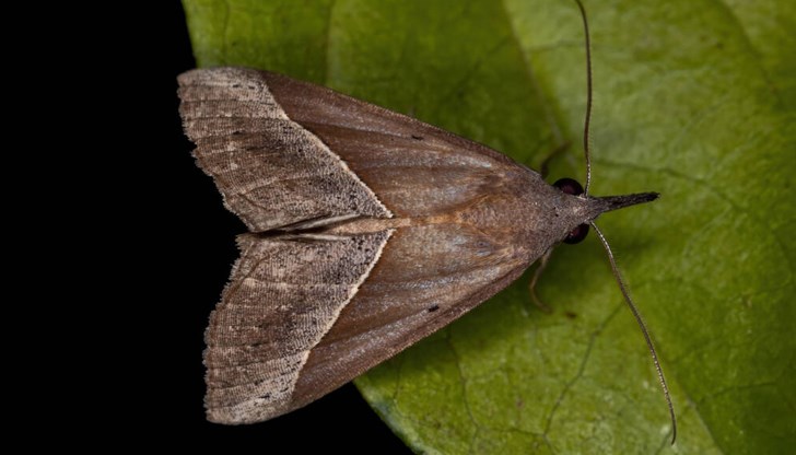 Молецът се е превърнал в напаст за селскостопанските култури в област Кърджали през последните години Молецът се е превърнал в напаст за селскостопанските култури в област Кърджали през последните години