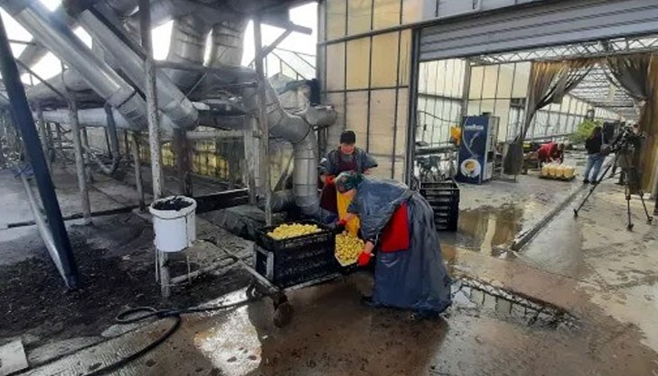 Те са холандски сорт