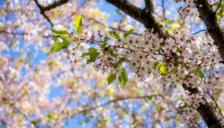 Кога започва пролетта? Кога започва пролетта?