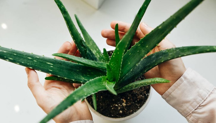 Растението е капризно към водата