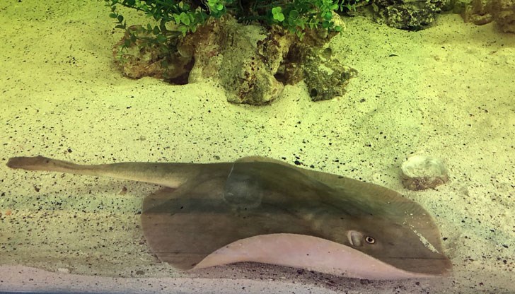 Очаква се Шарлот да роди до две седмици