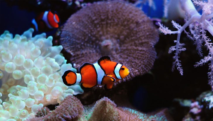 Заключението е на японски и китайски биолози