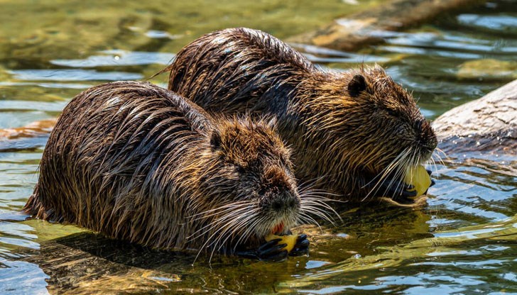 Темата е "Един ден и една нощ от живота на бобъра" Темата е "Един ден и една нощ от живота на бобъра"
