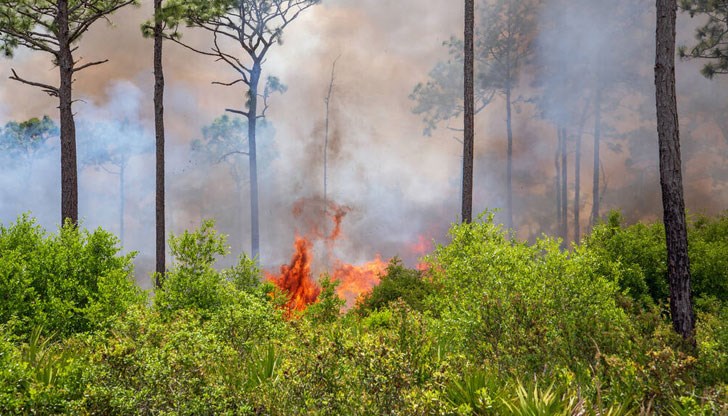 Властите предупредиха за повишен риск от горски пожари