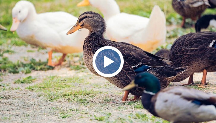 40 000 патици ще бъдат унищожени в инсинератор