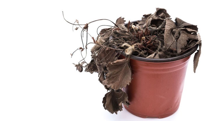 Тялото на Голджи се оказа важен органел за поддържане на клетъчното здраве и за спиране на превръщането на живите растения в мъртви