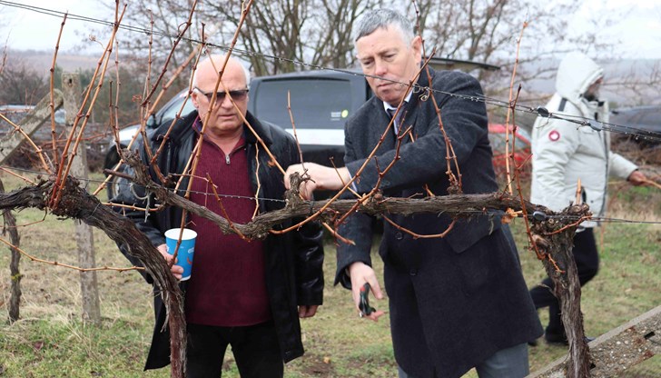 Областният управител на Русе и заместникът му Георги Георгиев участваха в ритуал по зарязване на лозя в Ивановско​