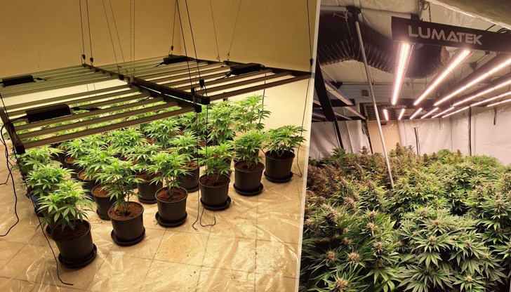 Пет хотелски стаи са превърнати в нарколаборатории за марихуана