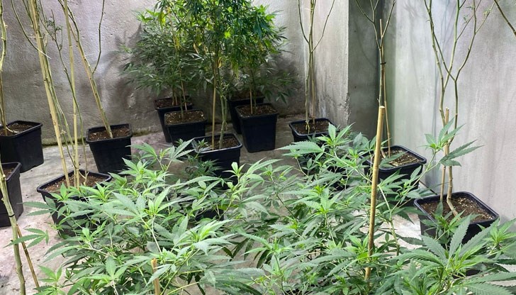 Полицията е открила големи количества марихуана
