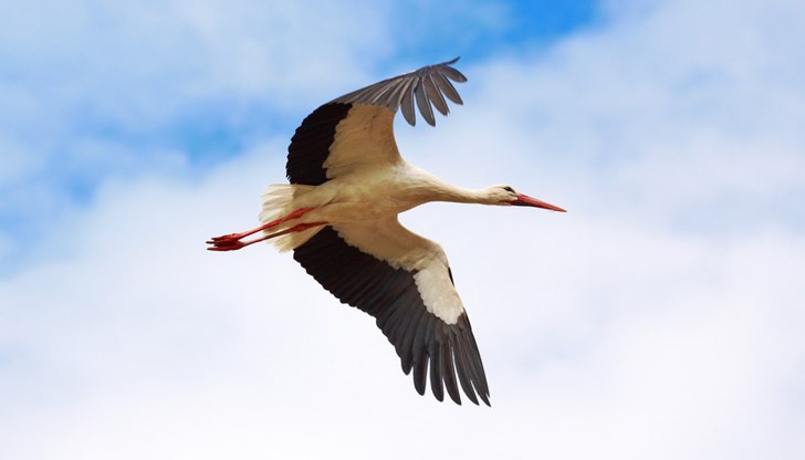 През 2023 година шест двойки щъркели избраха селото за свой дом