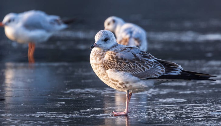 Това ще доведе до драстично понижаване на температурите в някои региони и до повишаване на температурите в други