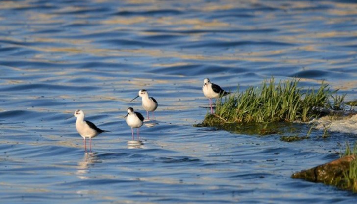 Министърът на околната среда и водите издаде заповеди за обявяване на три защитени територии в категорията Защитена местност