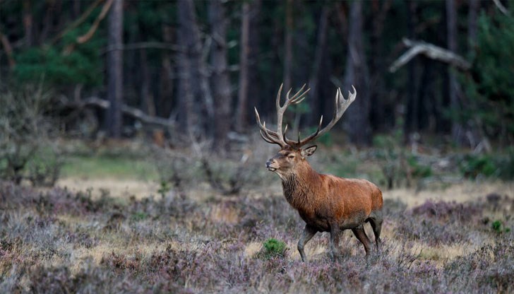 Отстреляното животно е открито в землището на село Черенча Отстреляното животно е открито в землището на село Черенча