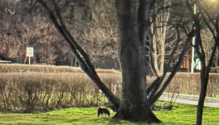 Животни са забелязани дори в Морската градина в областния град