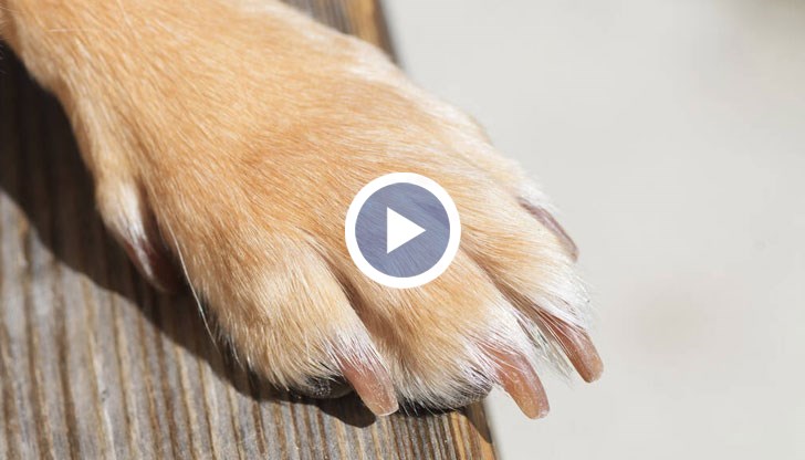 Жесток тормоз над животно