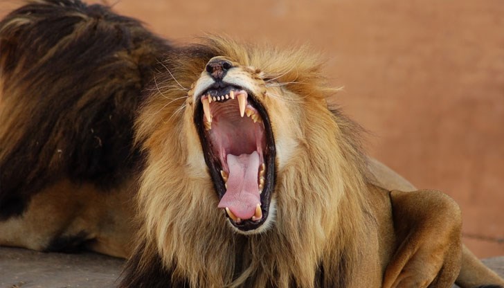 Олабоде Олавуи се е грижил за хищниците в продължение почти на десетилетие Олабоде Олавуи се е грижил за хищниците в продължение почти на десетилетие