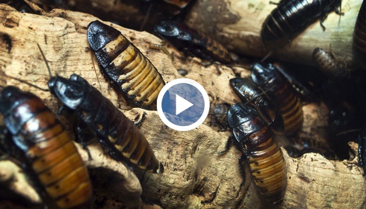 От зоопарка дори издават дигитален сертификат за необичайното кръщене