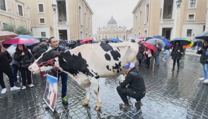 Животновъди от Милано решили да привлекат общественото внимание към трудностите в своя сектор и докарали животното не къде да е, а на площад "Свети Петър"