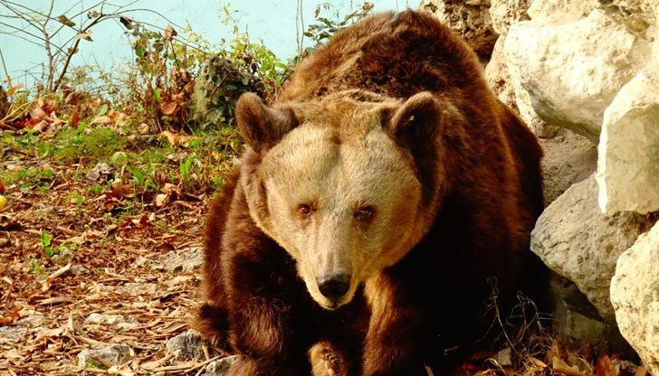 Тя обитава варненския зоопарк, а преди това бе в Русе