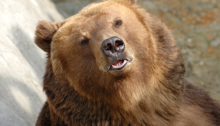 До момента са регистрирани пет нападения на мечката над домашни животни