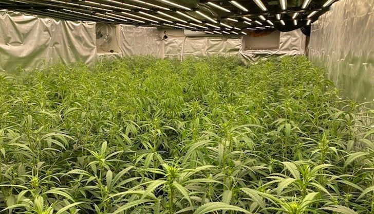 В административна сграда е имало помещение с над 2000 растения В административна сграда е имало помещение с над 2000 растения