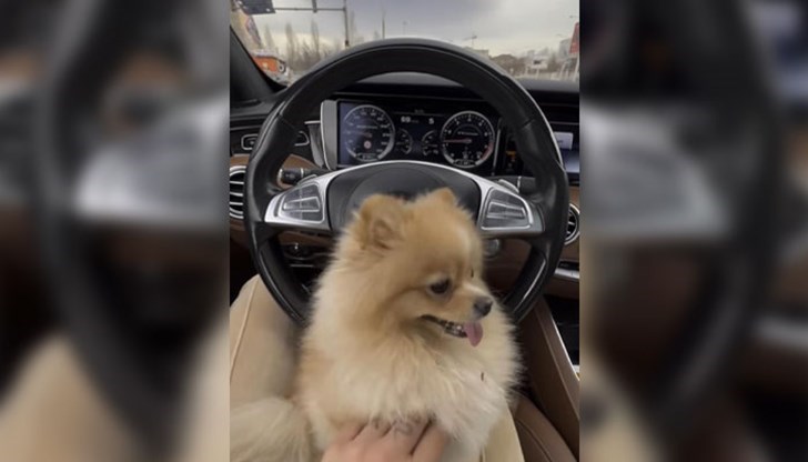 На клип в социалните мрежи, се вижда как тя гали куче, докато кара