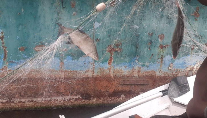 Служители на агенцията са открили 55 метра мрежи, в които са били хванати морунаш, сребриста каракуда и червеноперка