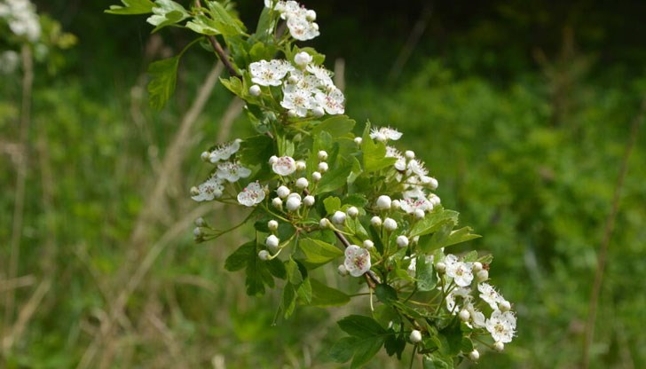 Белият глог е чудотворна билка за сърцето и нервите Белият глог е чудотворна билка за сърцето и нервите