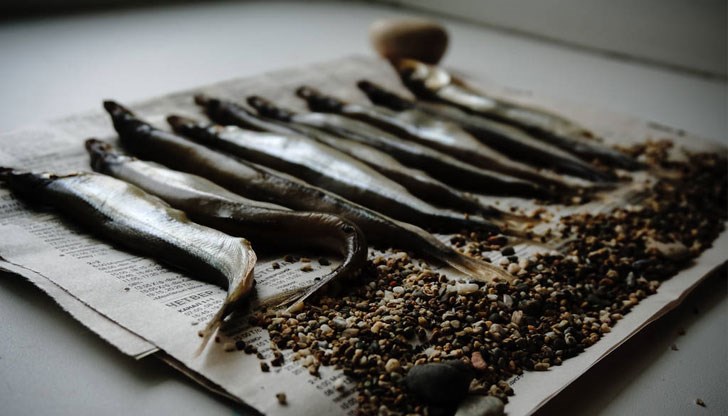 Мойвата е малка риба, но с мощен здравословен ефект върху организма ни Мойвата е малка риба, но с мощен здравословен ефект върху организма ни