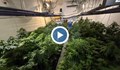 Разбиха пет оранжерии за марихуана във Варненско