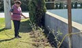 Засадиха хибискус и будлея в зоната на Кръговото в Русе