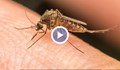 Пръскането срещу комари в Русе започва до дни