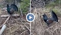 Заснеха птица от рядък вид в Родопите