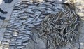 Виновникът за измрялата риба в река Черна остана ненаказан