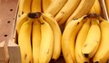 Откриха близо 200 килограма кокаин в контейнер с банани в Бургас