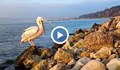 Розов пеликан се установи на Крайбрежната алея във Варна