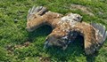 Отровени животни и птици намериха в Странджа
