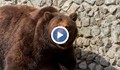 Мечка се провря през въздуховод в Америка