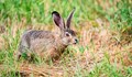 70 годишен бракониер отстреля заек извън сезона за отстрел