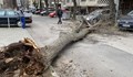 Дърво се стовари върху автомобил с пътници в София