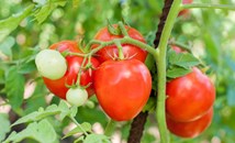 Растенията, които не бива да засаждате до доматите