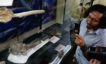 Откриха останки от делфин на 16 милиона години