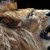 Лъв умъртви лъвица в белгийски зоопарк